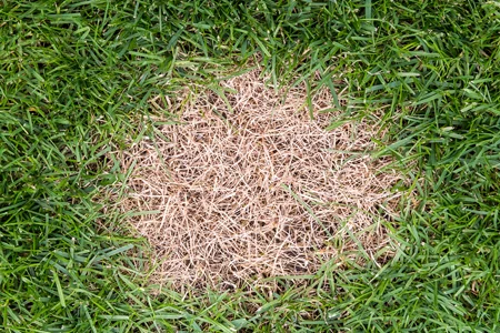 brown patch lawn disease