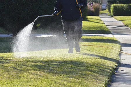 spraying lawn