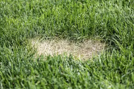 lawn disease