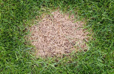 grass with a brown patch