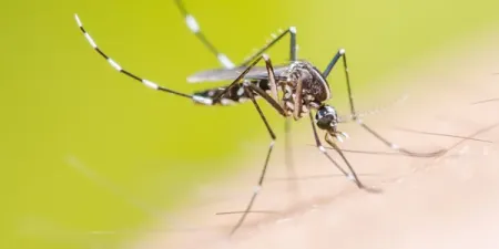 mosquito on someone's arm