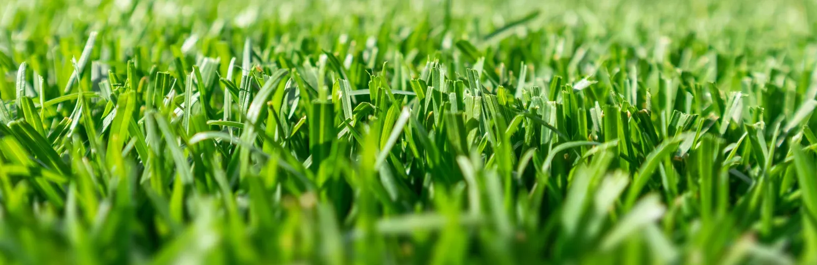 blades of grass closeup