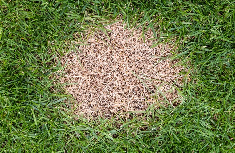 grass with a brown patch