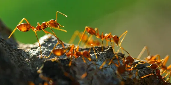 ants outside on the grass